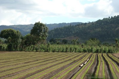 Cultivos a Orilla de la Ruta a la Cabecera
