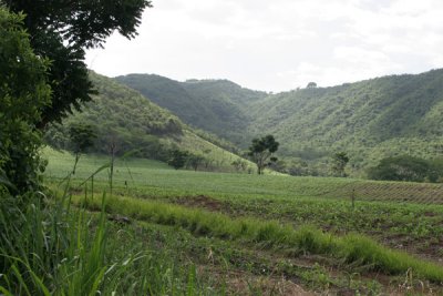 Areas de Cultivo Cercanas a la Cabecera