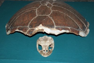 Esqueleto de Tortuga Marina