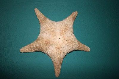 Fosil de Estrella de Mar