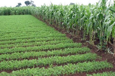Plantaciones de Zanahoria y Maiz