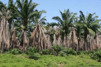 Plantacion de Palma de Acite en las Fincas del Municipio