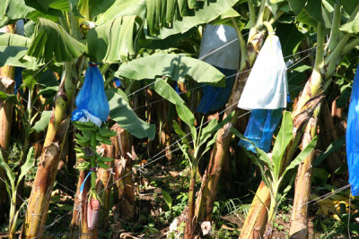 Detalle de las Plantaciones de Banano