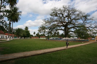 Ceiba al Centro del Parque y Frente a la Iglesia