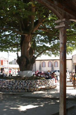 Ceiba en la Plaza Central