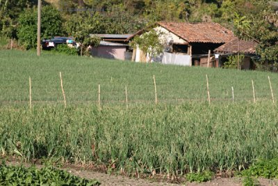 Plantacion de Cebolla