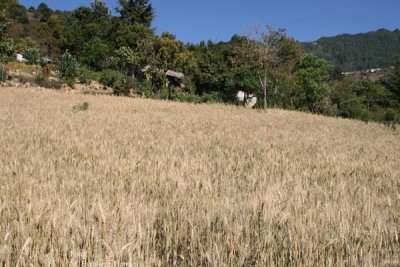 Plantaciones de Trigo a las Afueras de la Zona Urbana