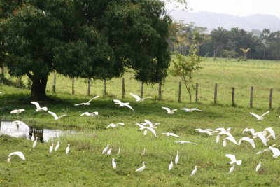 Garzas en las Fincas Ganaderas de la Region