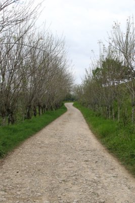 Carretera de Ingreso (3 Km) Desde la Franja Transversal
