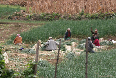 Campesinos Recolectando y Limpiando la Cebolla