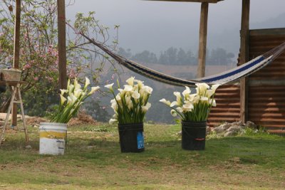 Venta de Flores (Cartuchos) en la Carretera a la Cabecera