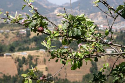 La Manzana es Cultivo de Esta Region