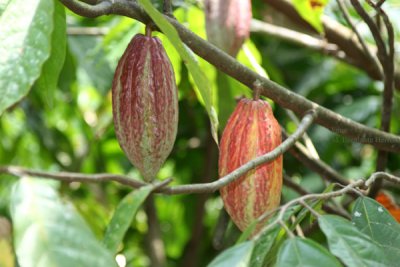 Planta de Cacao y sus Frutos que se Produce en la Region