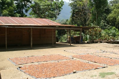 Secado del Cacao