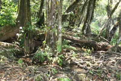 Redes Formadas por las Raices de los Arboles