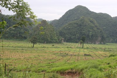 Plantacion de Palma Africana en la Ruta a Fray Bartolome