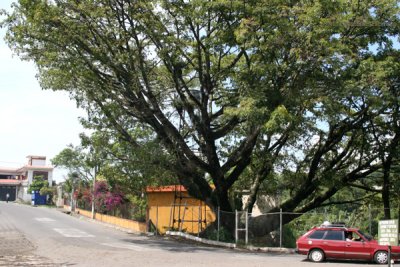 Ceiba a Orillas del Rio Guacalate