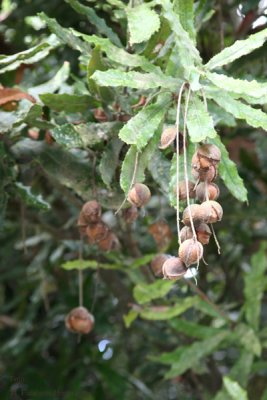 Nuez de Macadamia en el Arbol que la Produce