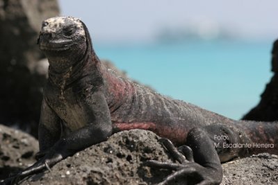 Iguana Marina