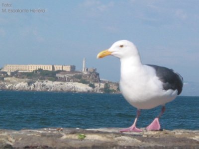 Prisin de Alcatraz a lo Lejos
