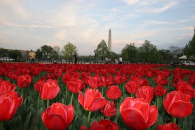 Tulipanes en Primavera Cercanos a la Casa Blanca