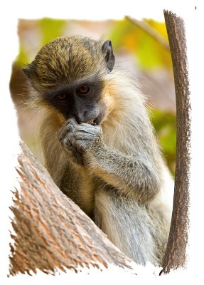 Vervet  Monkey