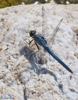 Western Pondhawk Dragonfly