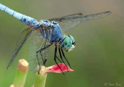 Blue Dasher Dragonfly (Male)
