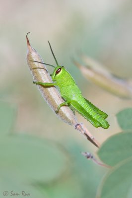 Grasshopper_1642.jpg