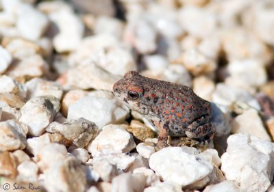 Red-SpottedToad