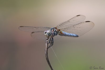 Blue Dasher Dragonfly (Female)