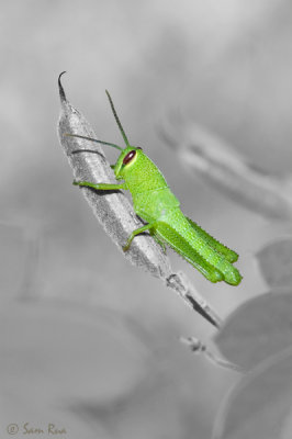 Grasshopper_1642ds.jpg