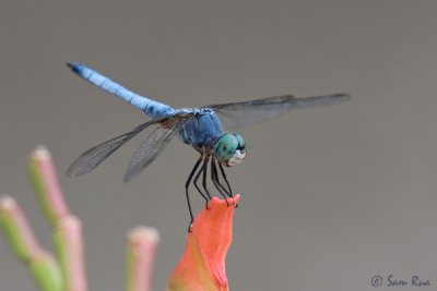 Blue Dasher Dragonfly (Male)