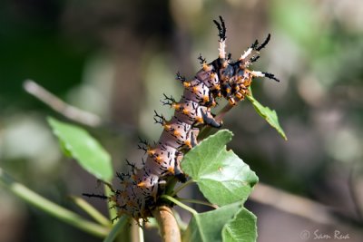Splendid Caterpillar