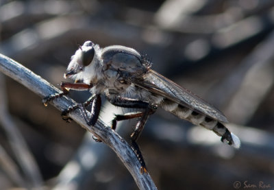 Robber Fly