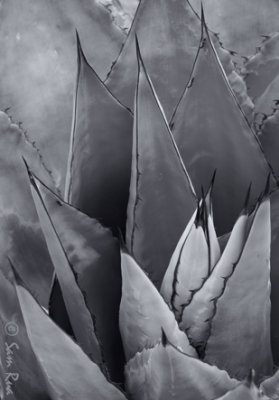 Agave_9070bw.jpg