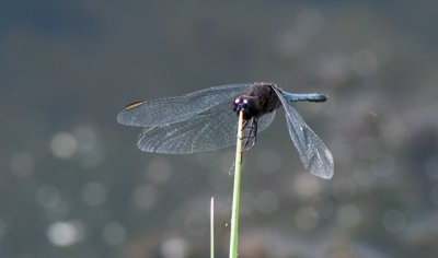 Plateau Dragonlet - - Male