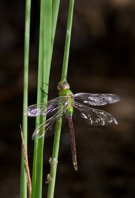 Common Green Darner - - Male