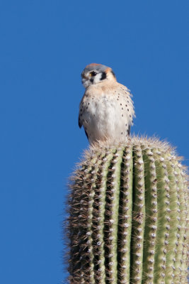 American Kestrel