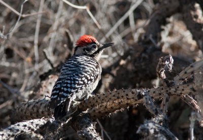 Ladder-backed Woodpecker