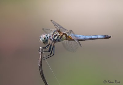 Blue Dasher Dragonfly (Female)