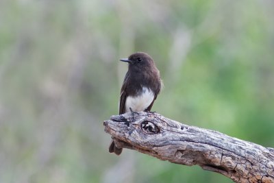 Black Phoebe
