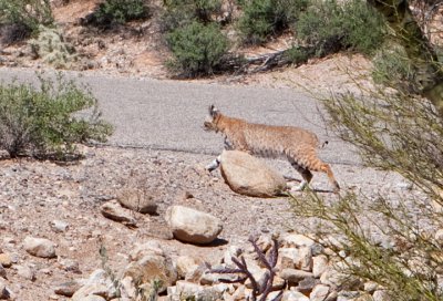 Bobcat on the Prowl