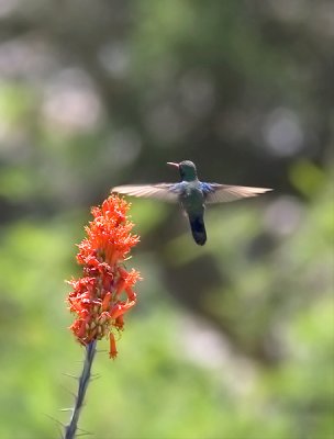 Broad-billed Hummingbird & Ocotillo