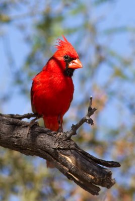 Big Red