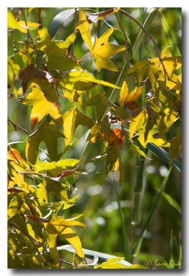 Fall_7951.jpg