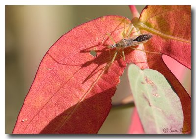 Assassin Bug