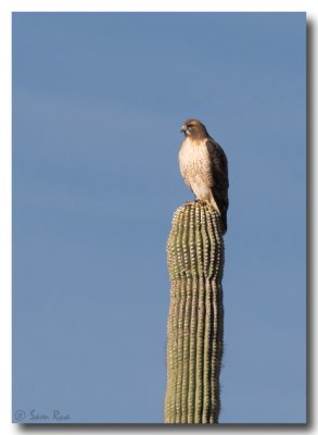 Red-tailed Hawk