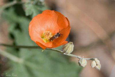 Globe Mallow and Bee