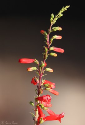 Penstemon.jpg